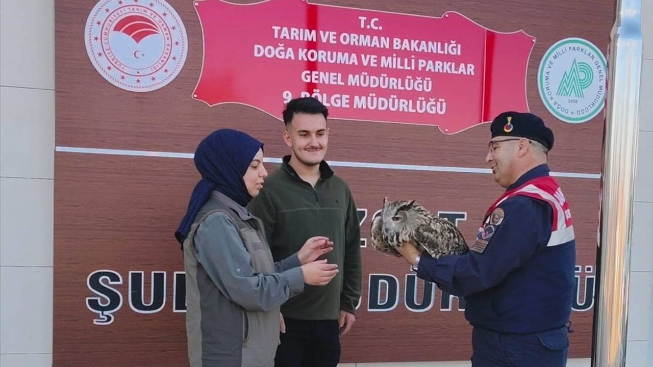 Yozgat'ta Yaralı Puhu Kuşu Tedavi Altına Alındı