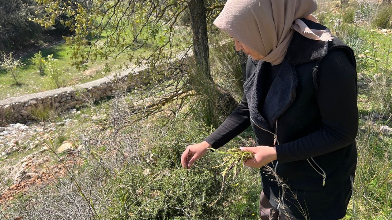 Antalya'da Yabani Kuşkonmaz Gelir Kaynağı Haline Geldi