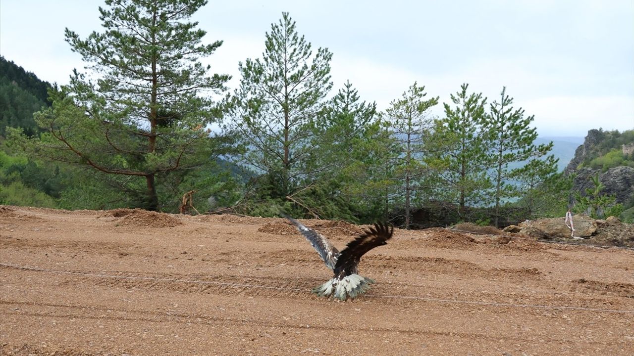 Artvin'de Yaralı Kaya Kartalı Doğaya Kazandırıldı
