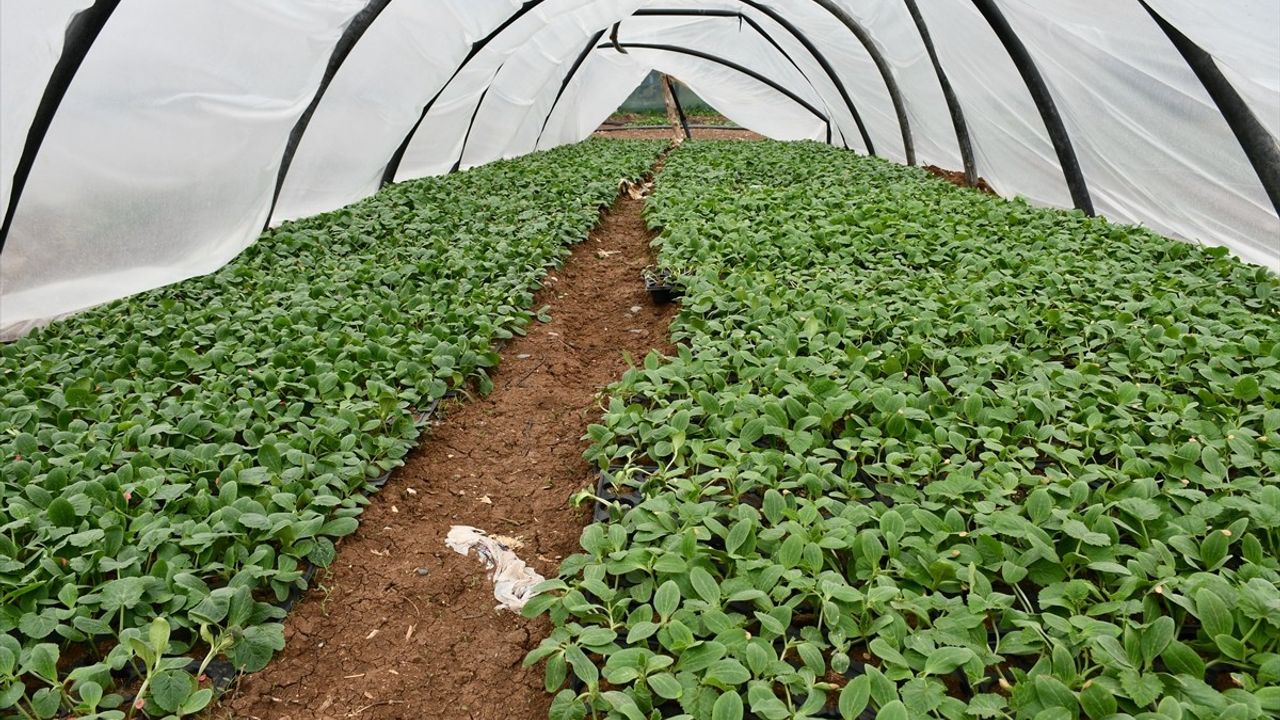 Batman'da 31 Çiftçiye Seralar Teslim Edildi