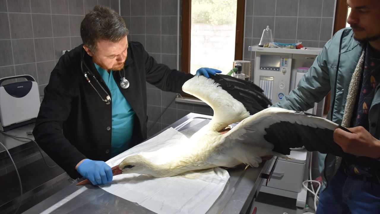 Bilecik'te Leylek Tedavisi