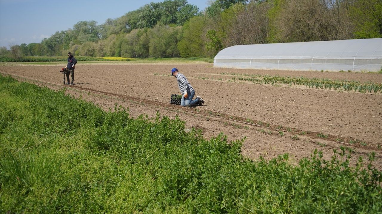 Efsane Renk Edirne Kırmızısı Yeniden Hayat Buluyor