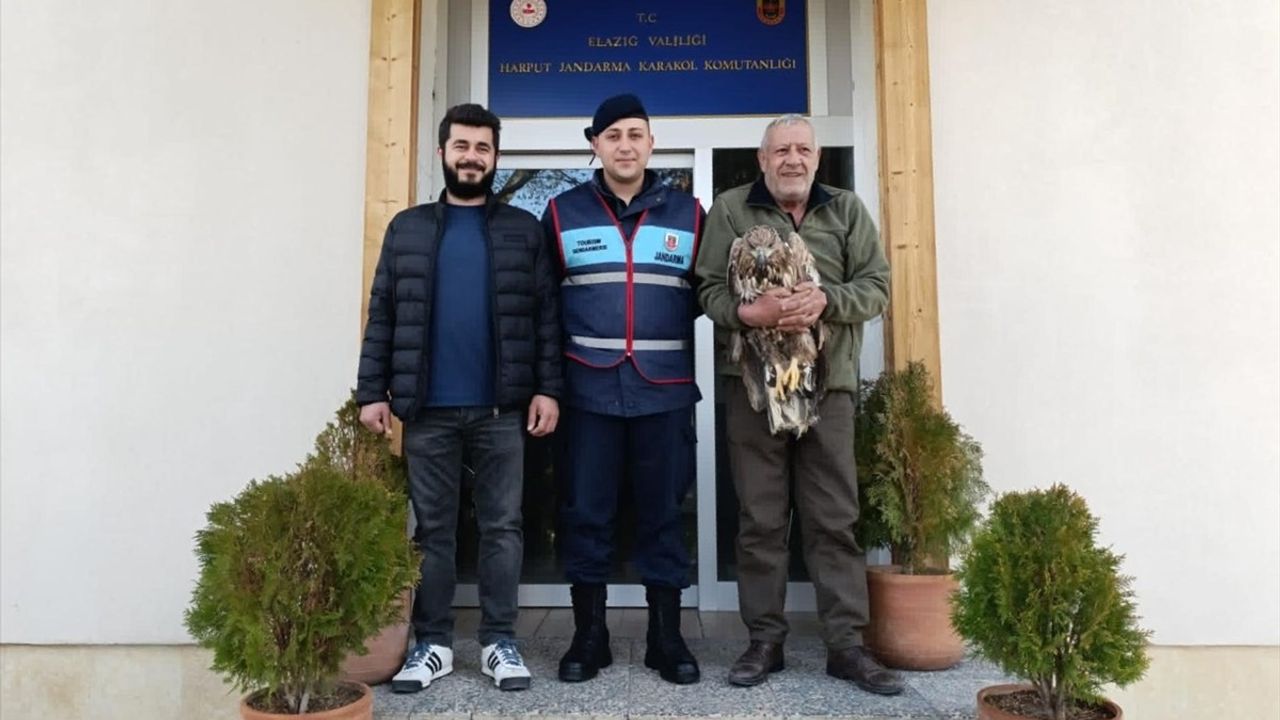 Elazığ'da Yaralı Kaya Kartalı Kurtarıldı