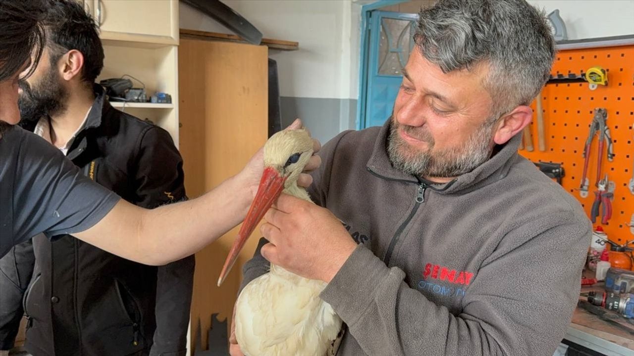 Karabük'te Leylek Kurtarıldı