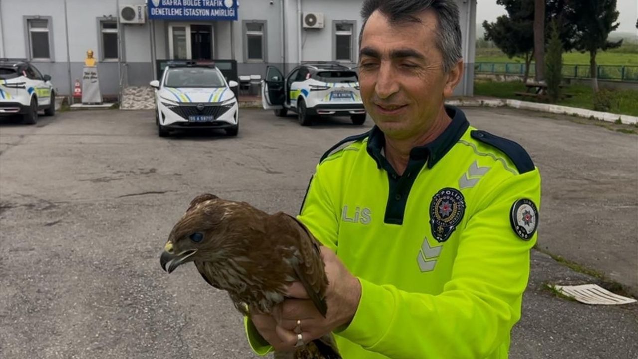 Samsun'da Yaralı Doğan Koruma Altına Alındı