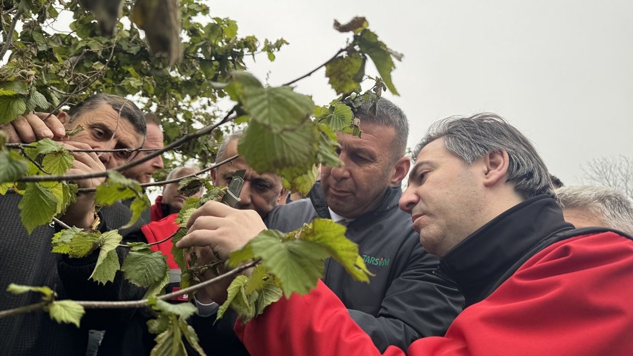Tarım ve Orman Bakan Yardımcısı Bağcı Fındık Bahçelerini İnceledi