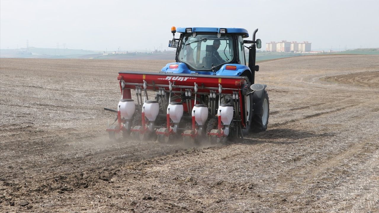 Tekirdağ'da Kuraklığa Dayanıklı Ayçiçeği İçin Anıza Ekim Projesi