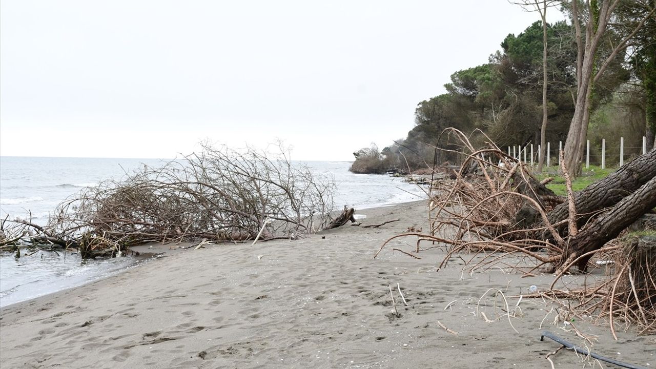 Terme Ovası'nda Kıyı Erozyonu Ağaçları Deviriyor