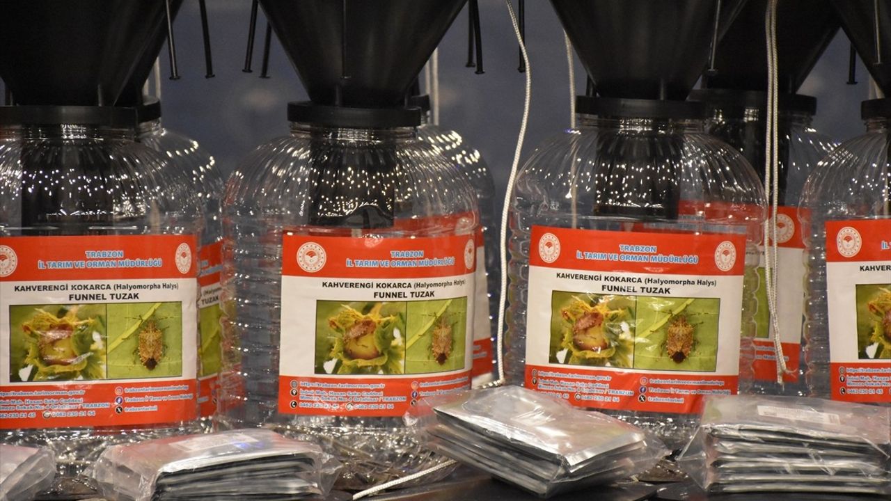 Trabzon'da Kahverengi Kokarca Mücadelesi İçin Feromon Tuzakları Asılacak