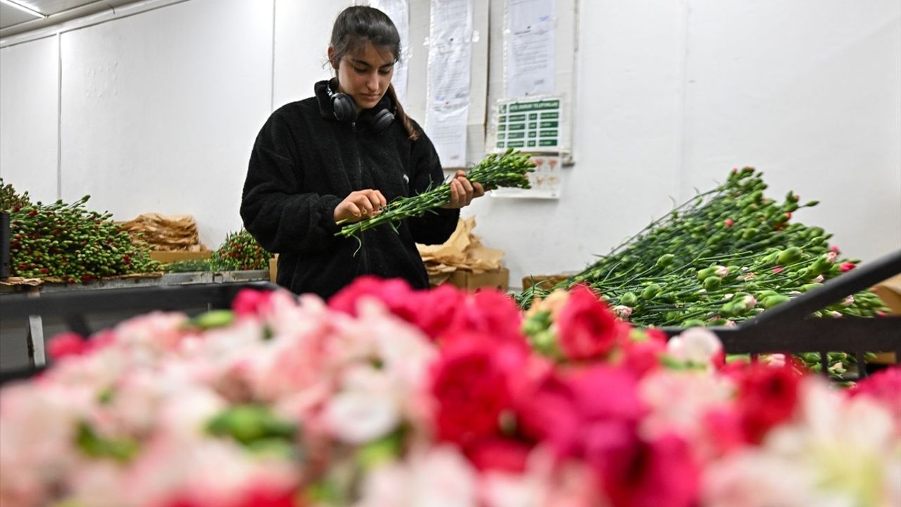 Türkiye'nin Çiçek İhracatı Yüzde 15 Arttı