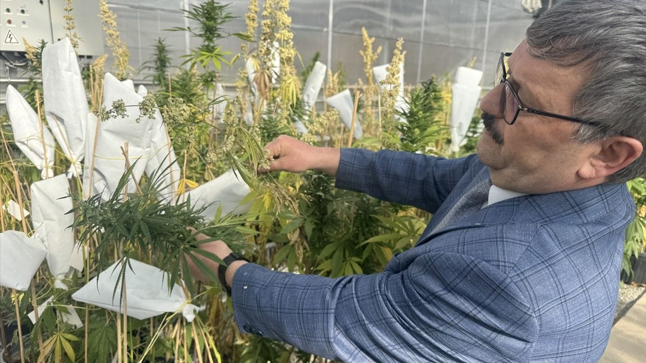 Yozgat'ta Yerli Kenevir Tohumu Islah Çalışmaları