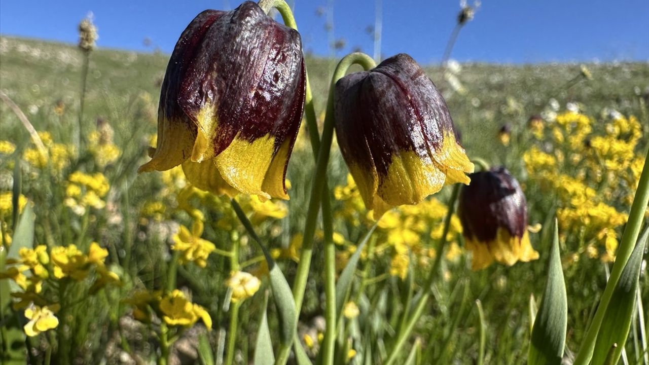 2025 Turizm Başkenti Erzurum'da Etkinlikler Devam Ediyor
