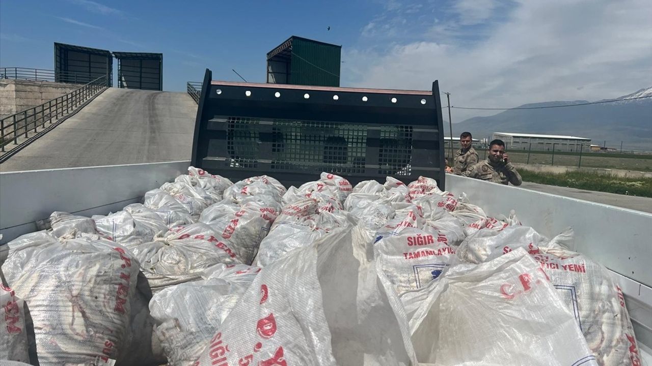 Ağrı'da Kaçak İci Kefali Operasyonu