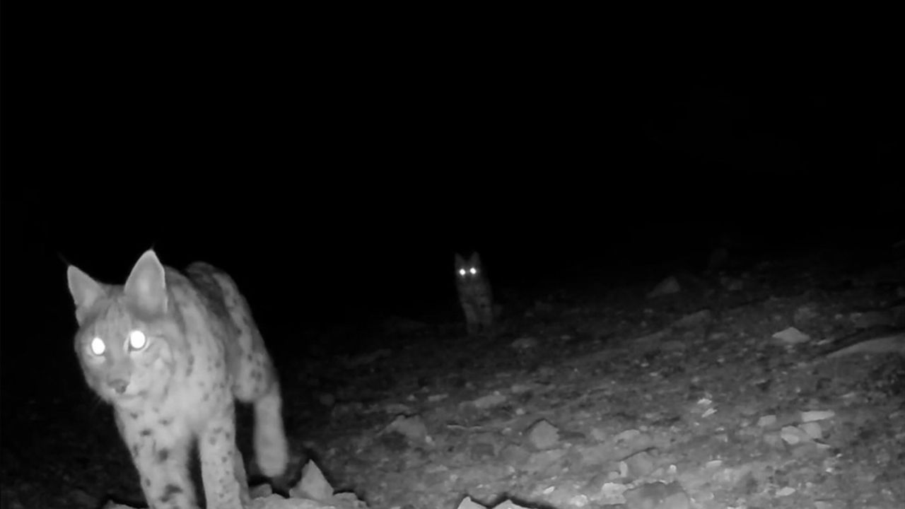 Akdeniz'in Yaban Hayatı Fotokapanlarla Belgelendi