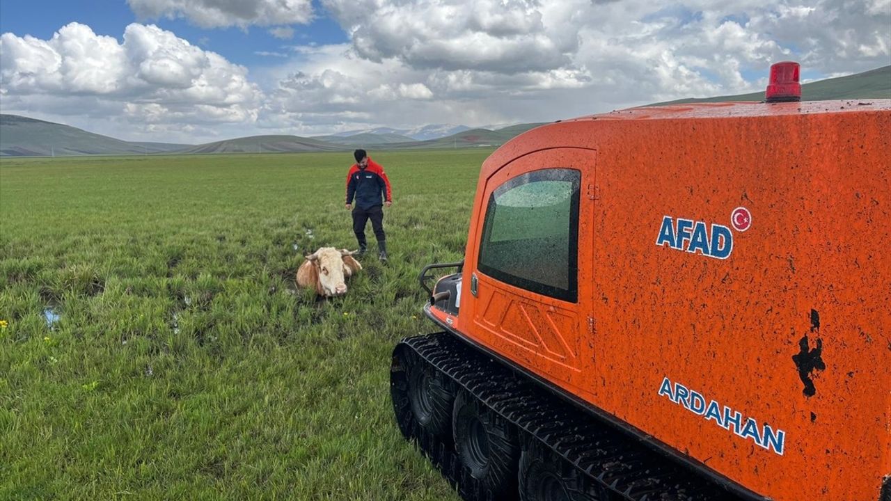 Ardahan'da AFAD Ekipleri Çamurda Mahsur Kalan İneği Kurtardı