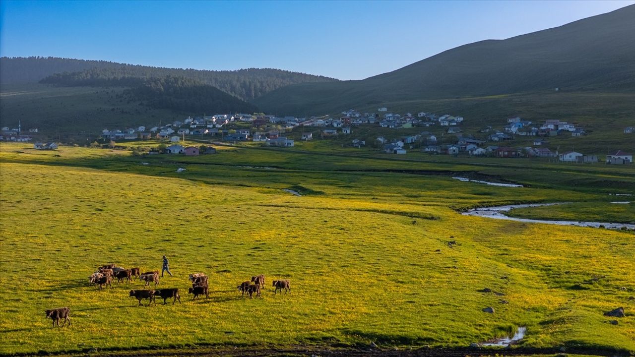 Ardahan'daki Mendereslerde İlkbahar Güzellikleri