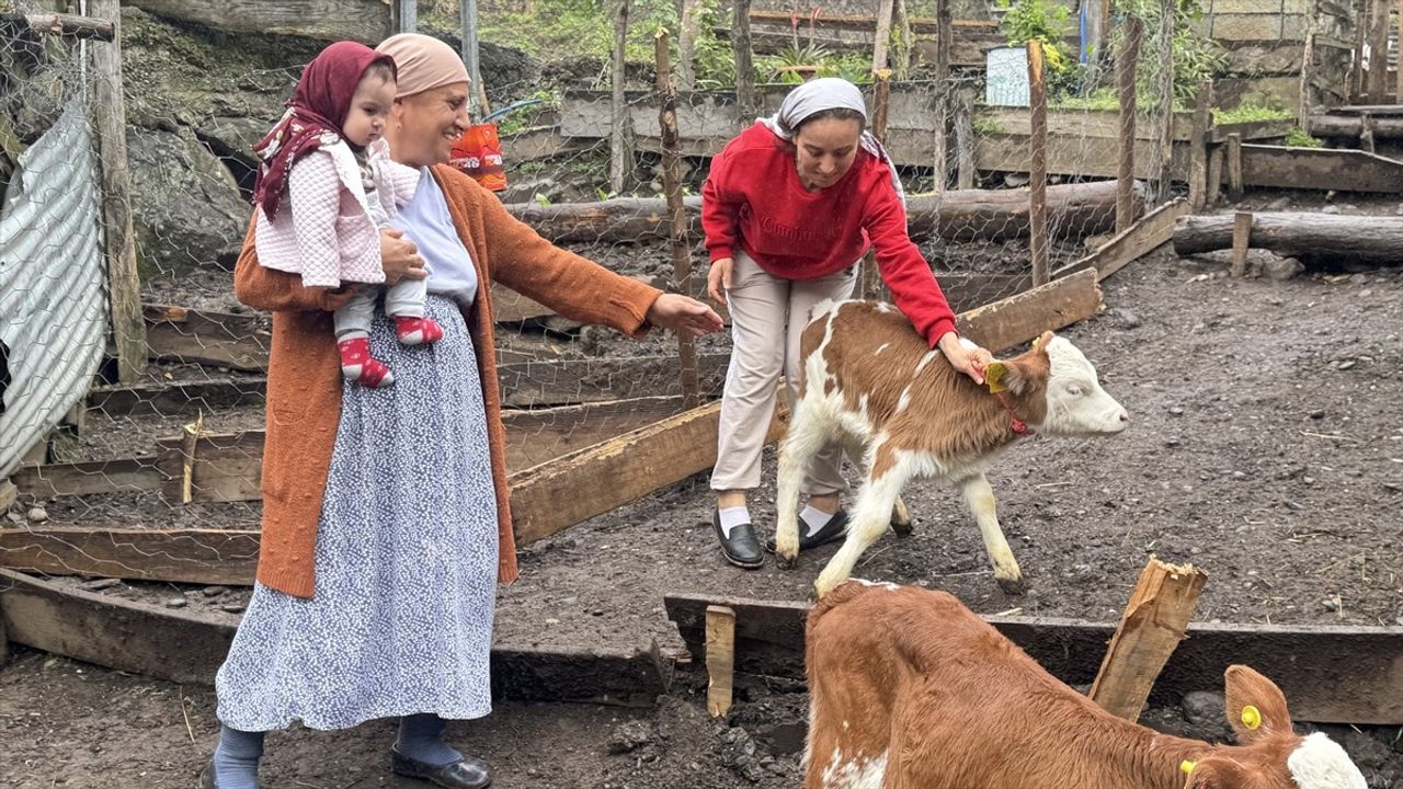 Artvin'de Dördüz Buzağı Heyecanı