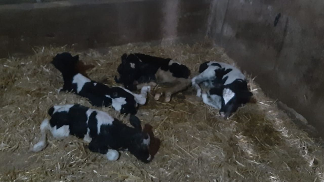 Balıkesir'de Eşsiz Doğum: 5 Buzağı
