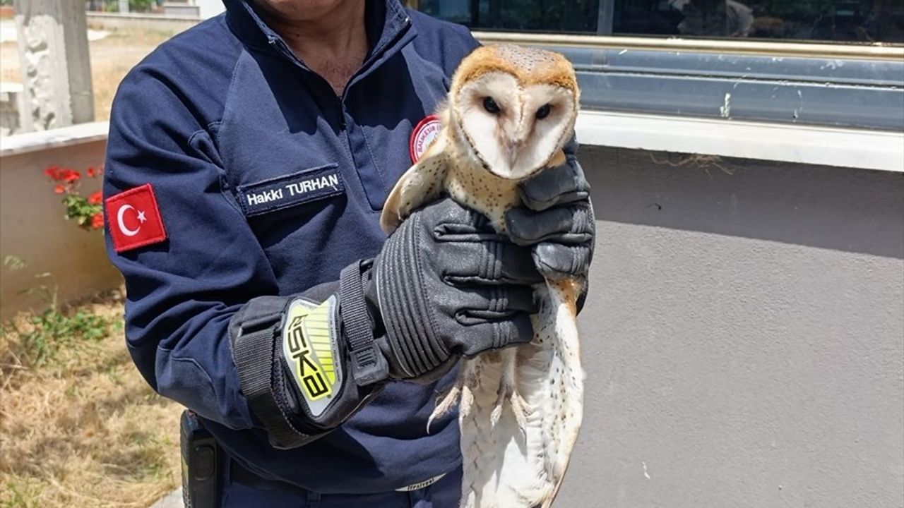 Balıkesir'de Yaralı Baykuş Kurtarıldı