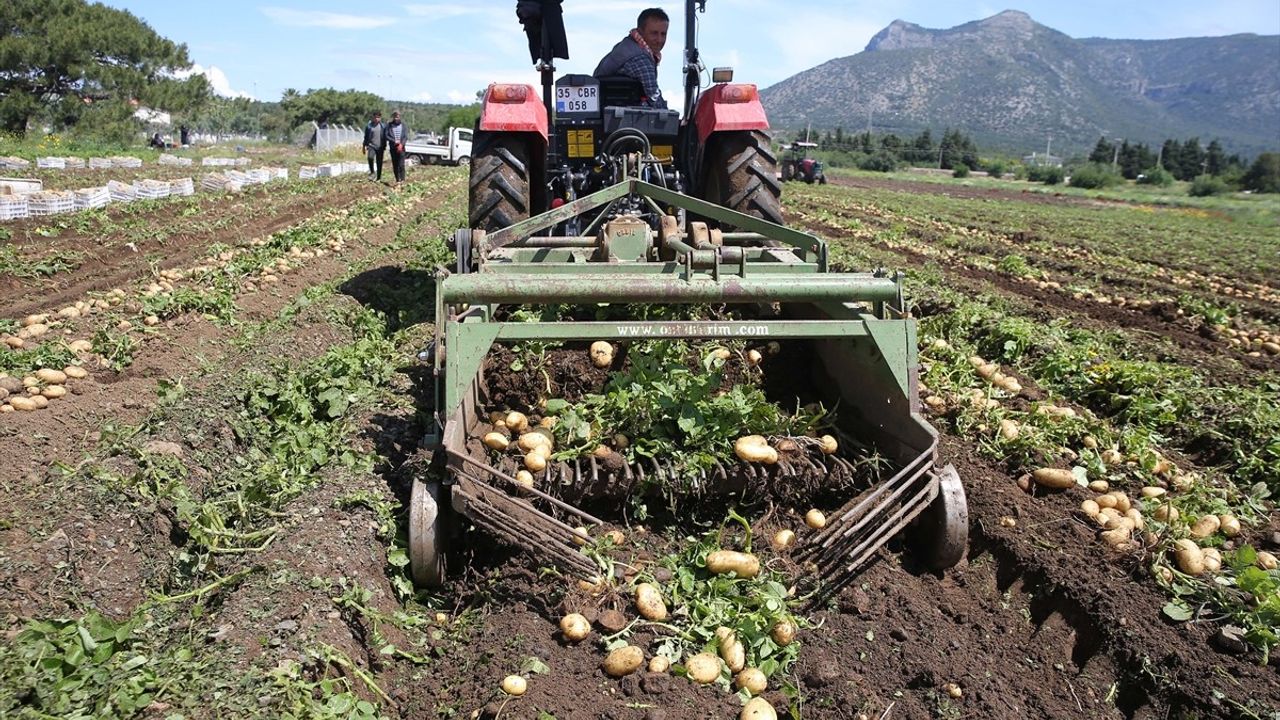 Datça'da Turfanda Patates Hasadı Başladı