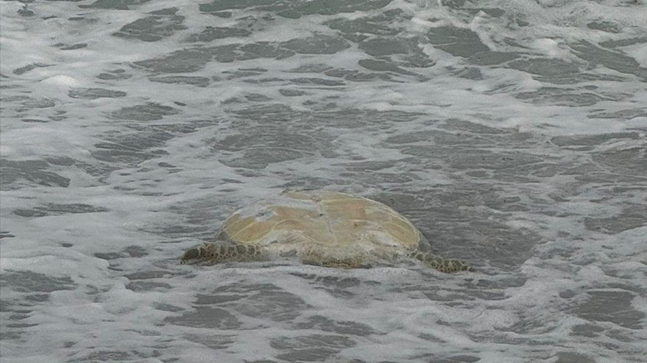 Datça Sahilinde Ölü Caretta Caretta Bulundu