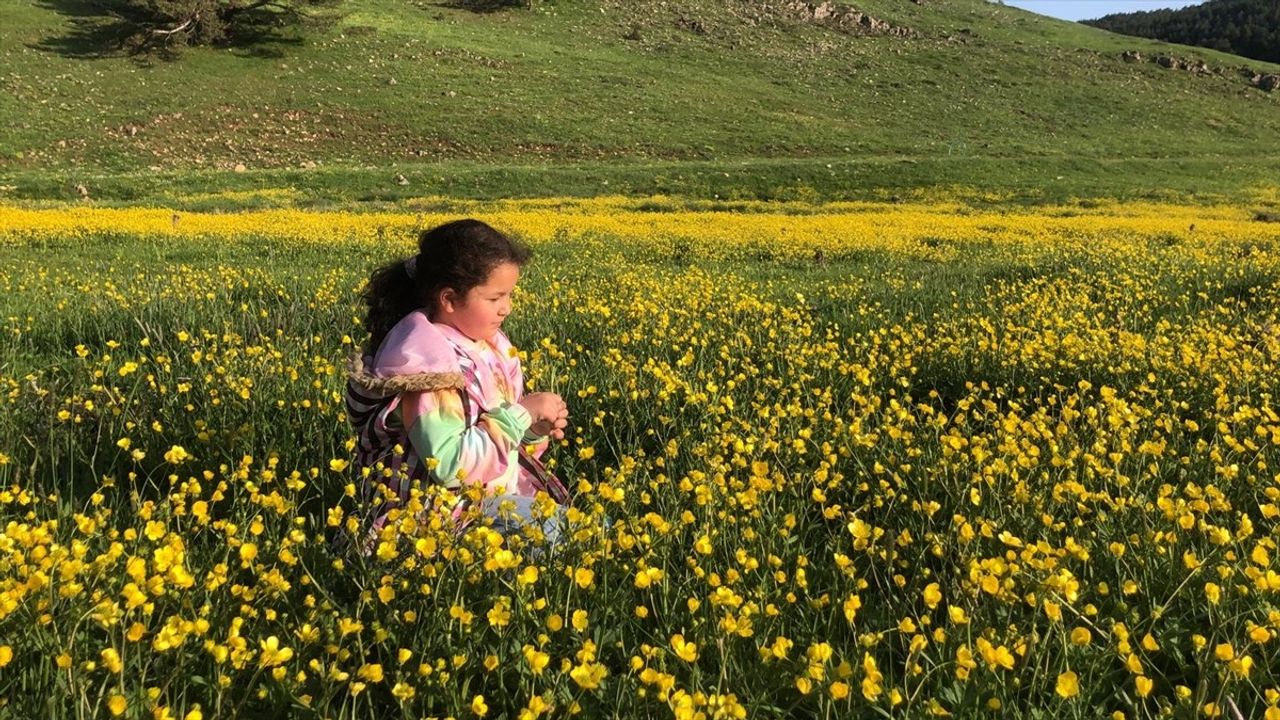 Eğriçimen Yaylası'nda Sarı Papatyalar Açtı
