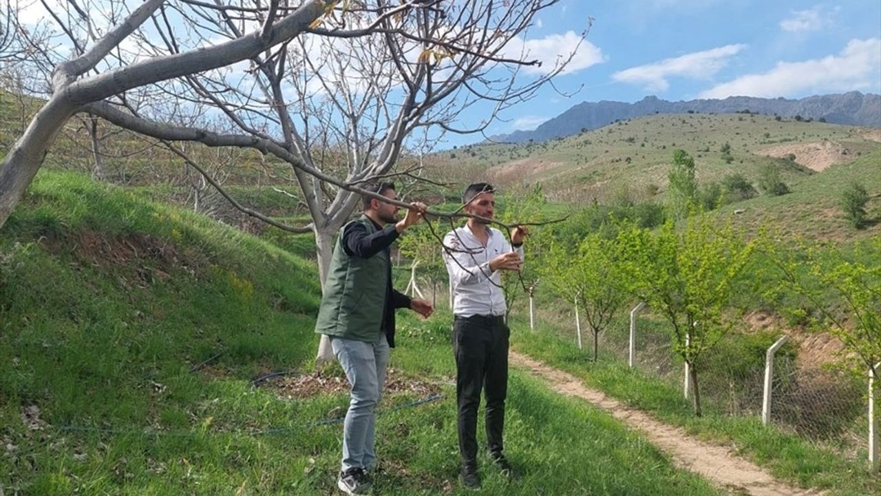 Erzincan'da Zirai Don İncelemesi
