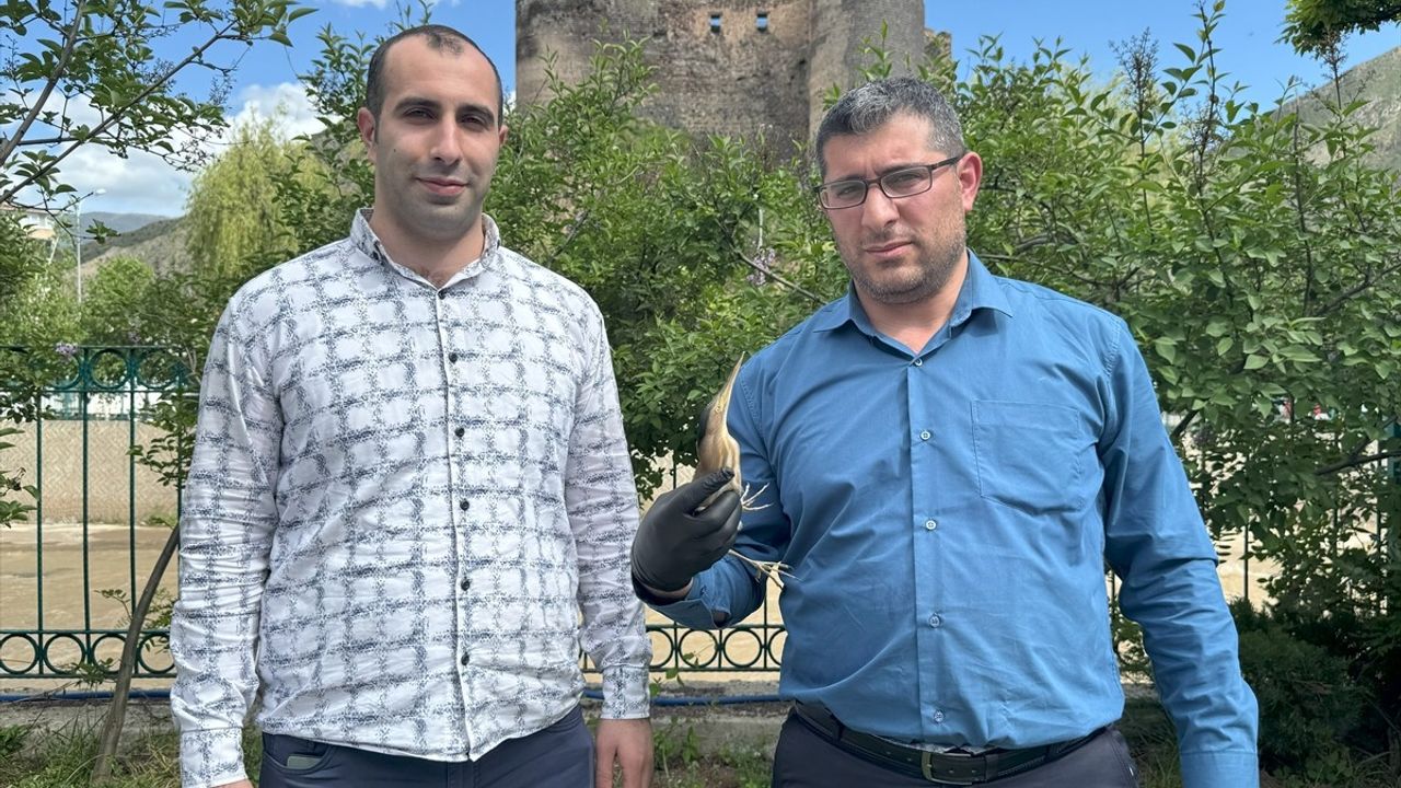 Erzurum'da Yaralı Bayağı Balaban Kuşu Koruma Altına Alındı