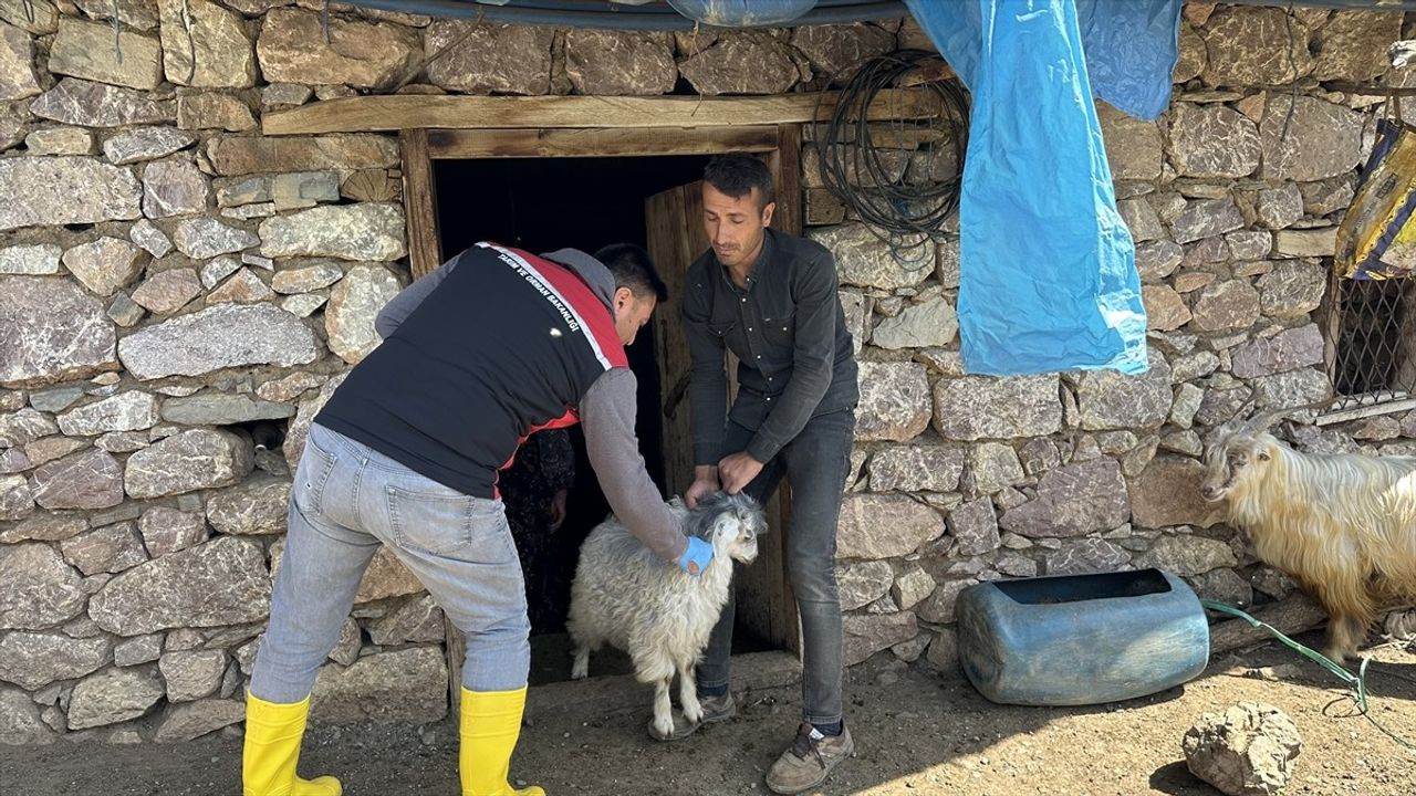 Hakkari'de Şap Hastalığıyla Mücadele İçin Aşılama Çalışmaları