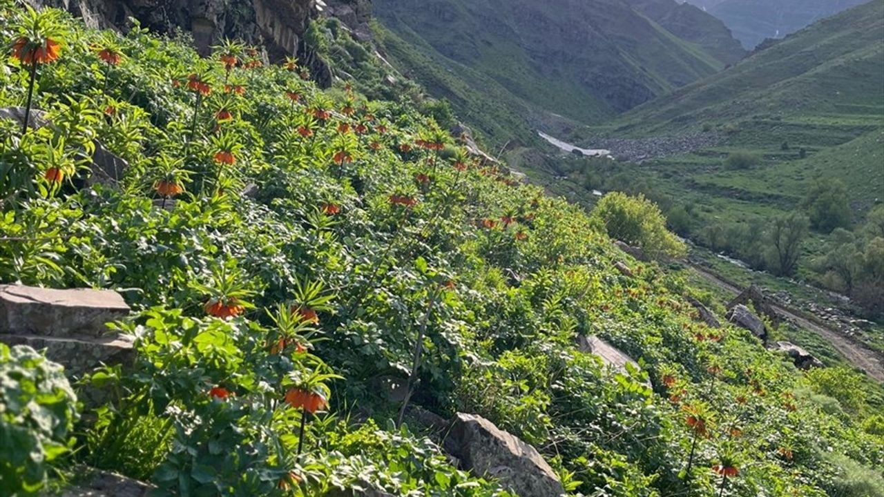 Hakkari'de Ters Laleler Jandarma Tarafından Koruma Altında