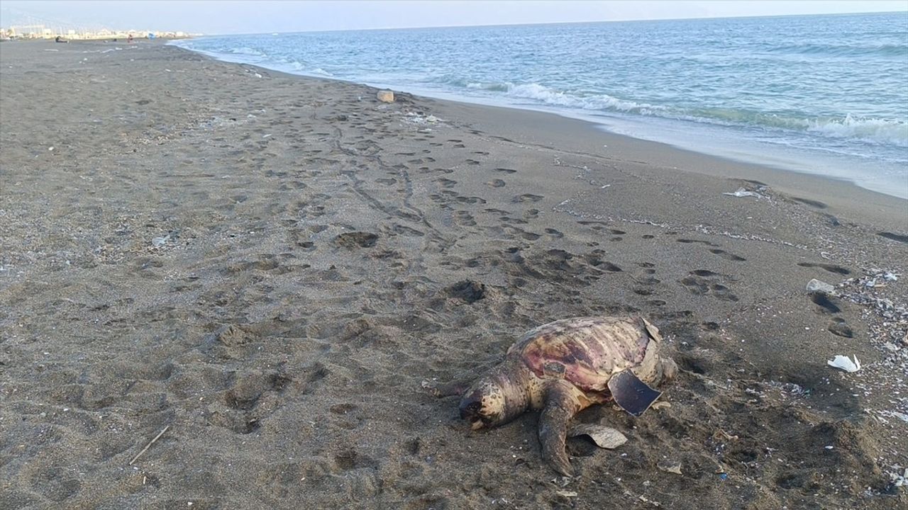 Hatay'da Ölü Caretta Caretta Bulundu