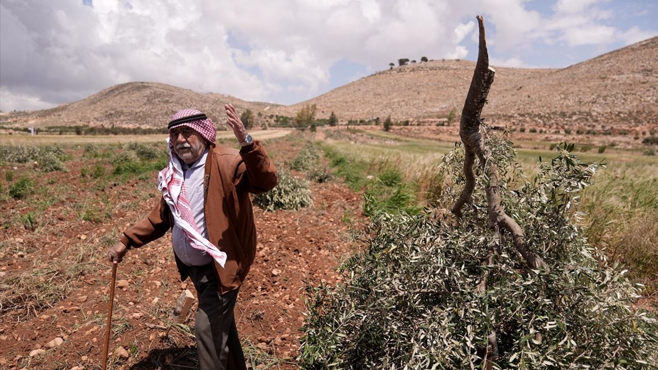 İsrail'in Batı Şeria'daki Zeytin Ağaçlarına Saldırısı