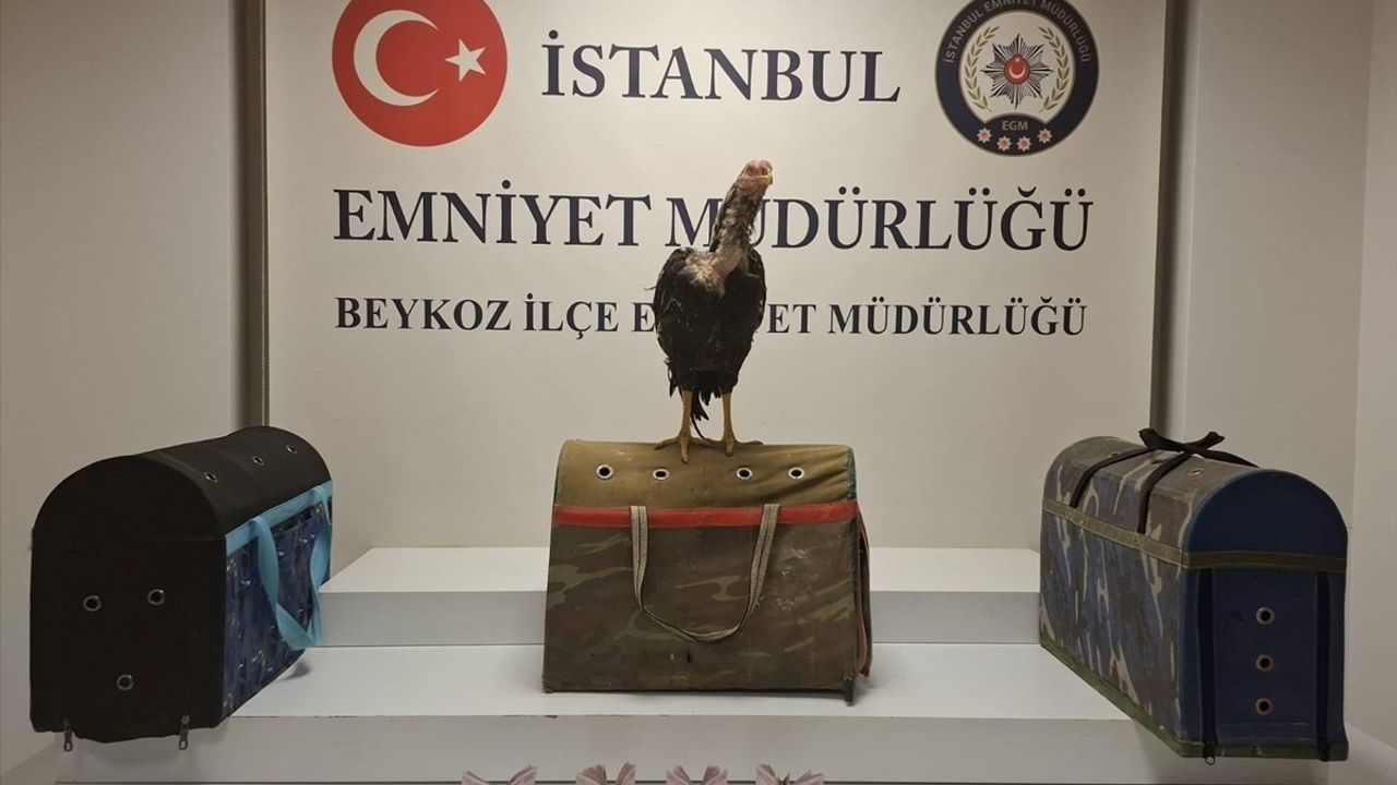 İstanbul'da Horoz Dövüşüne 194 Bin Lira Ceza