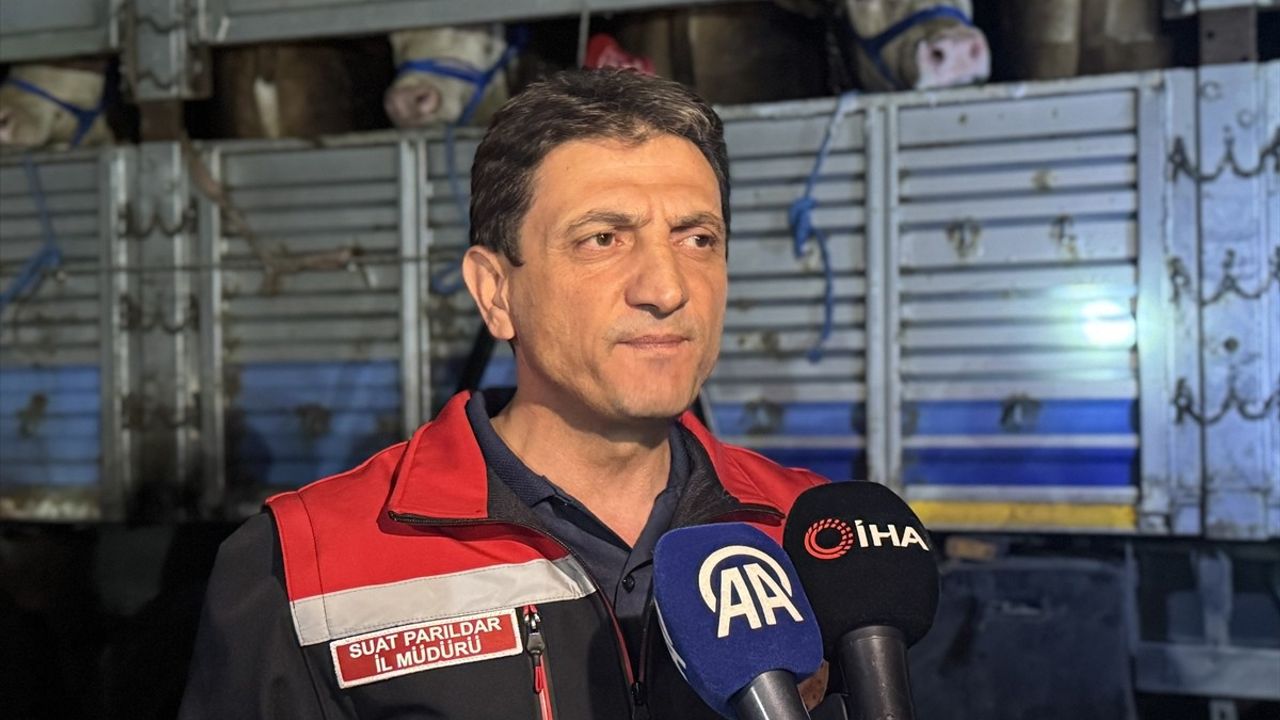 İstanbul'da Kurbanlık Hayvan Girişleri Başladı