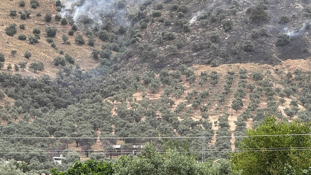 İzmir'de Zeytinlik Alanda Yangın Kontrol Altında