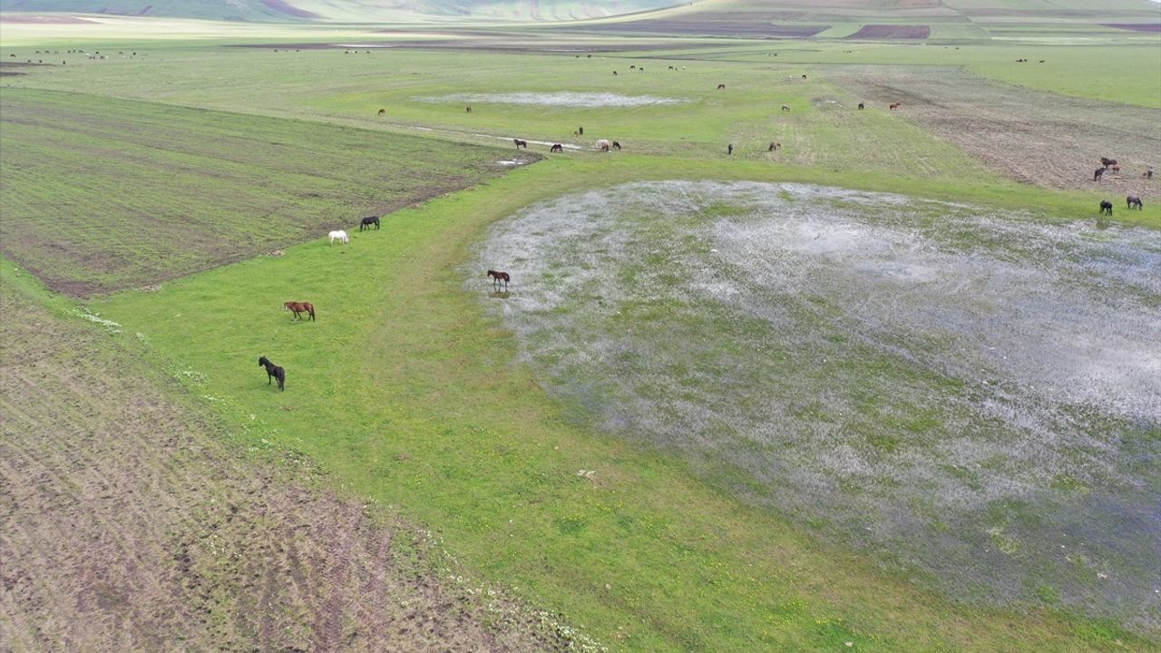 Kars'ta Yılkı Atları Doğada Görüntülendi