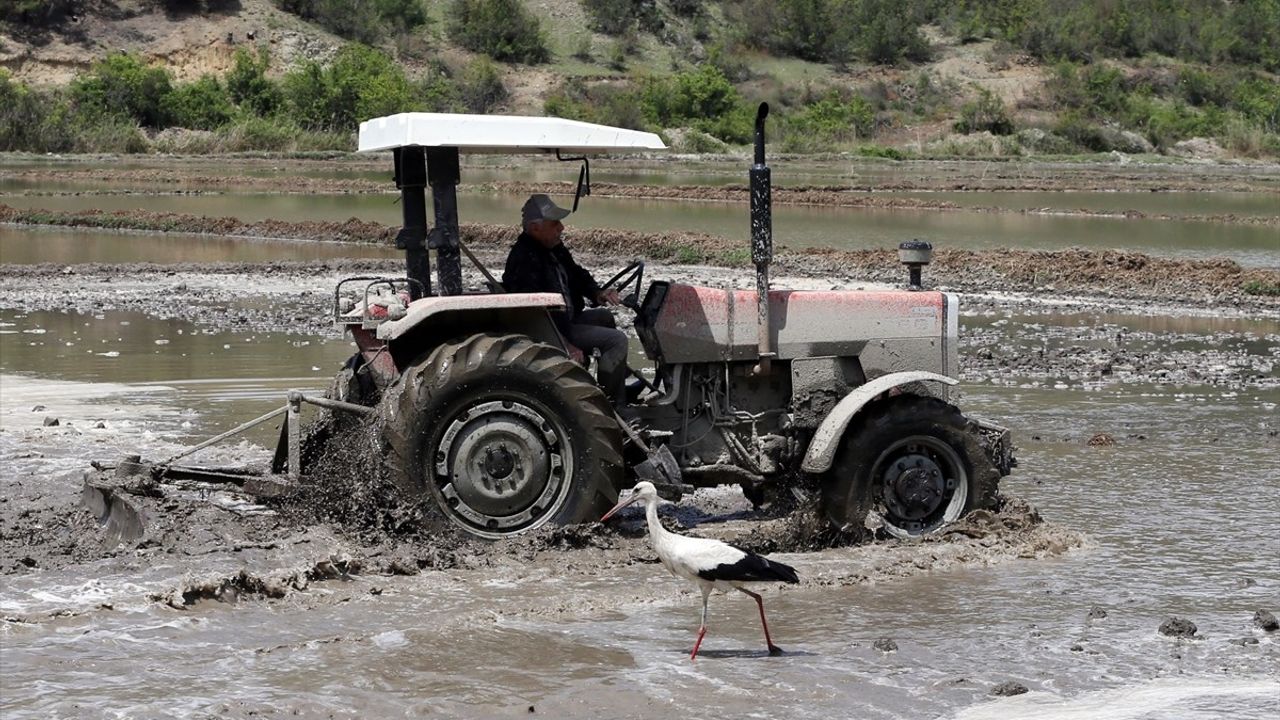 Kastamonu'da Leyleklerin Çeltik Ekimindaki Rolü