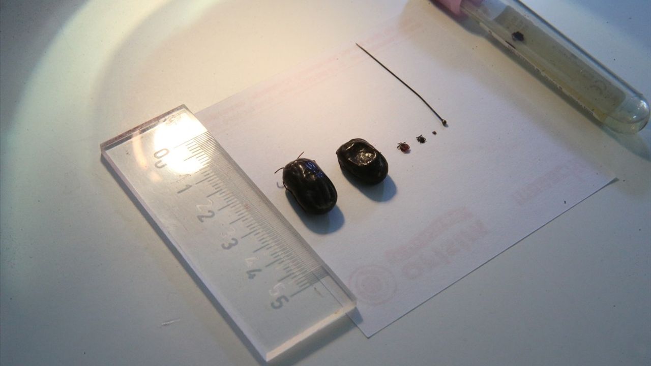 Kene Tehdidine Karşı Dikkat!