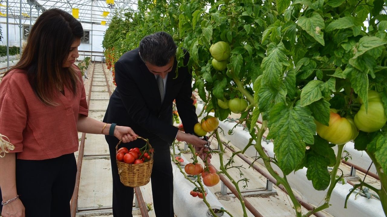 Kocaeli'de Volkanik Cürufla Domates Hasadı Başladı