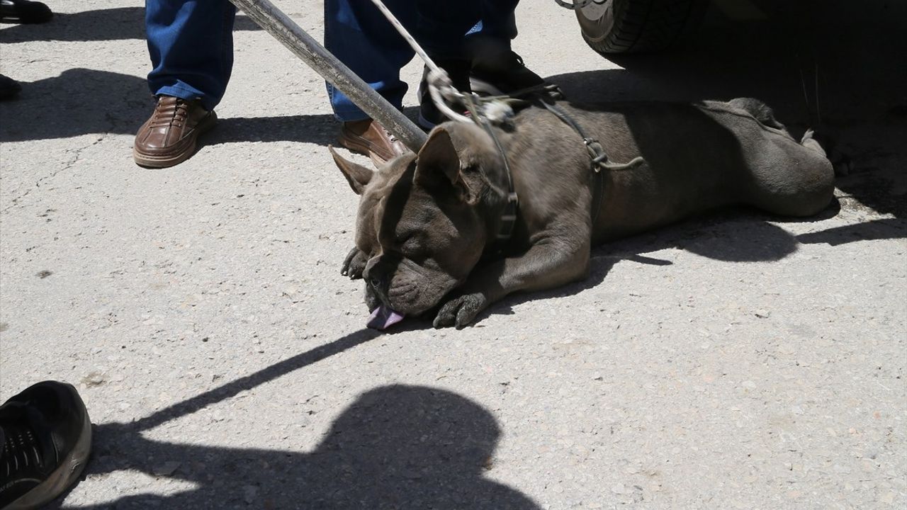 Malatya'da Pitbull Saldırısı: Bir Kadın Yaralandı