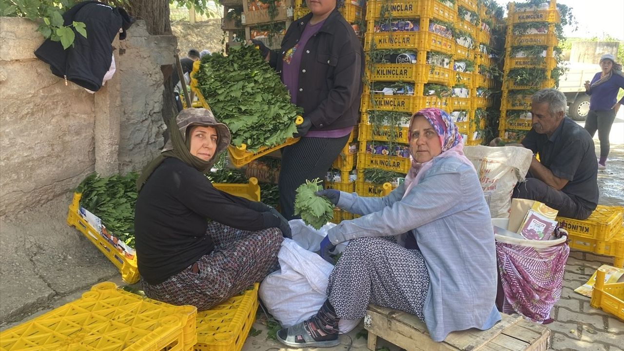 Manisa'da Asma Yaprağı Üreticilere Ek Gelir Kaynağı Oluyor