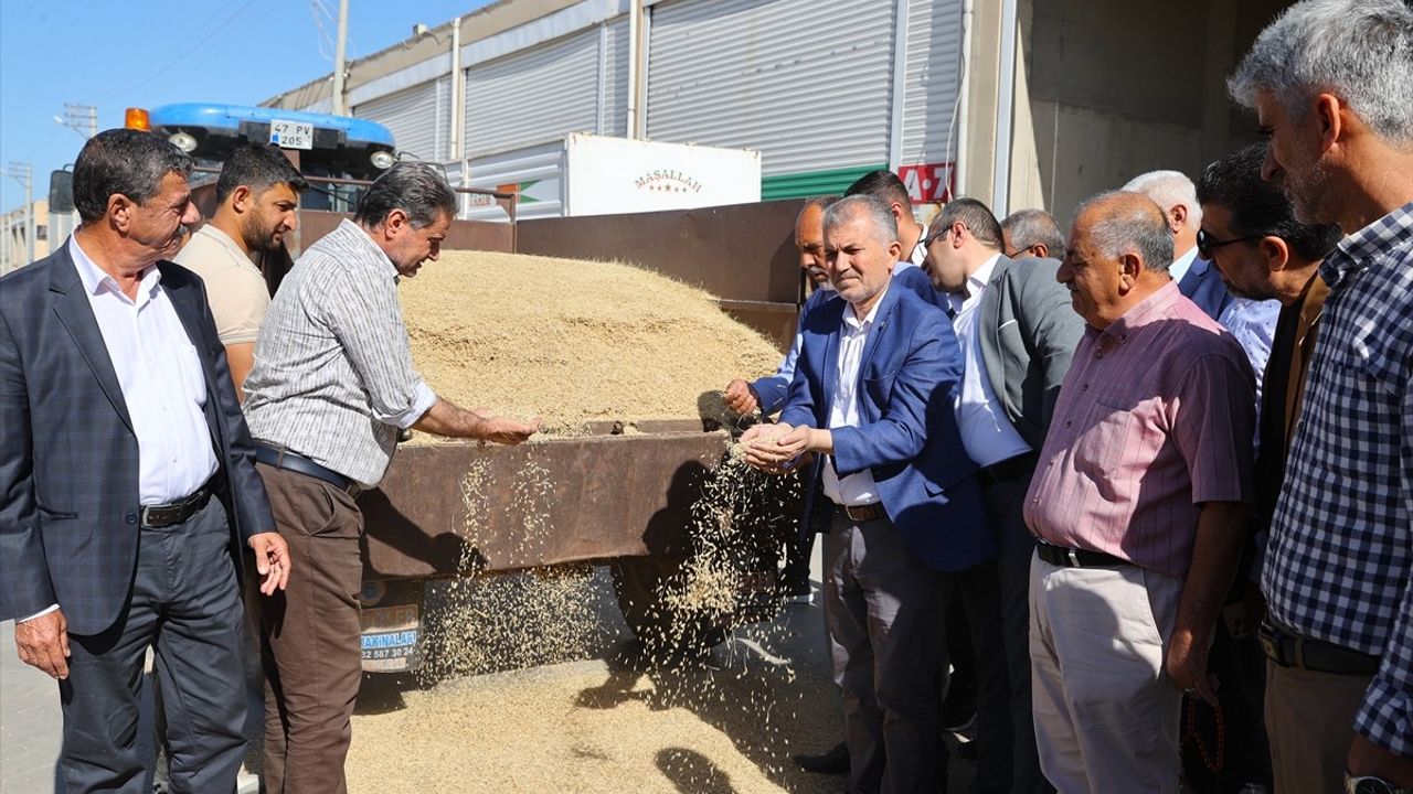Mardin'de Sezonun İlk Arpa Hasadı Gerçekleşti