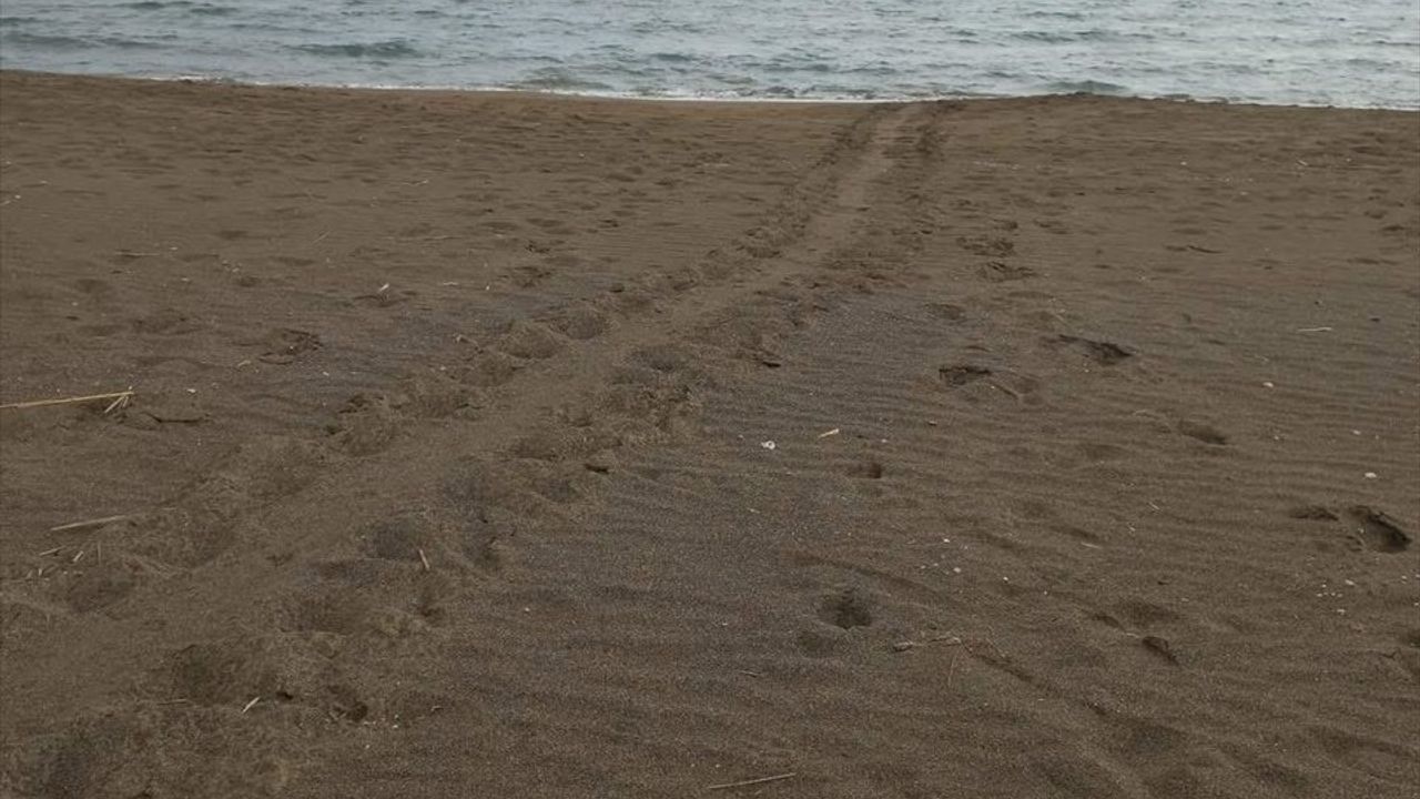 Muğla'da Caretta Carettalar Yumurtlama Dönemine Girdi