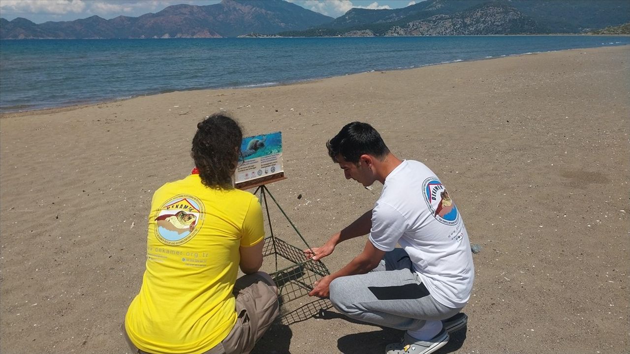 Muğla İztuzu Plajı'nda Caretta Caretta Yuvaları Artıyor