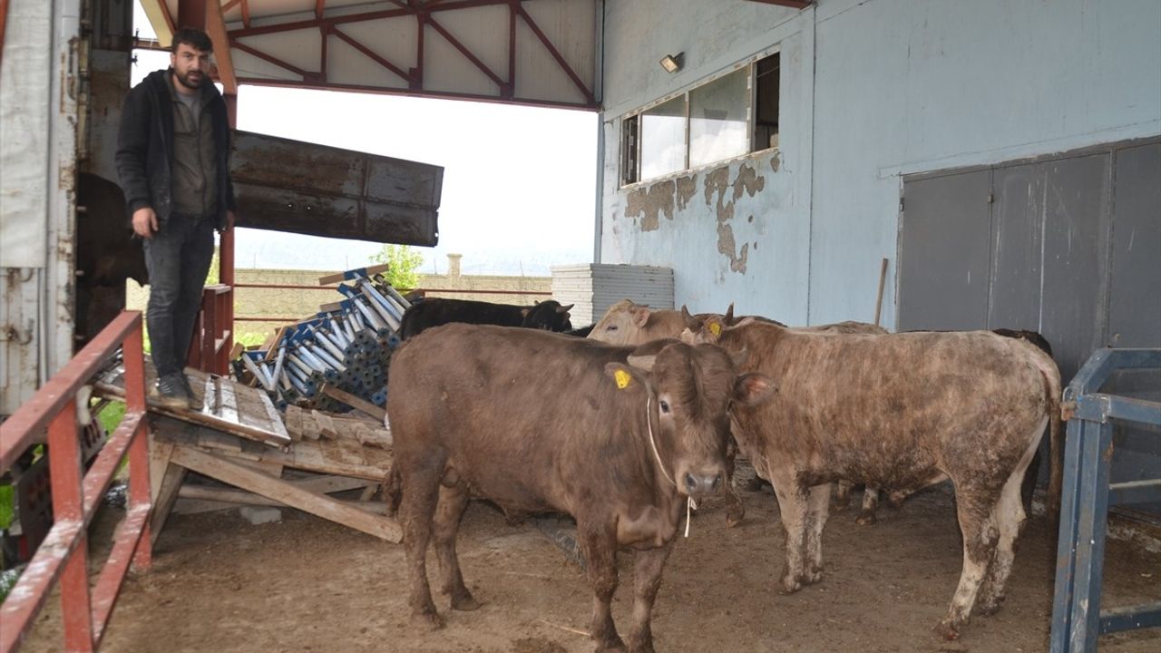 Muş'ta Kurbanlık Hayvan Sevkiyatı Başladı