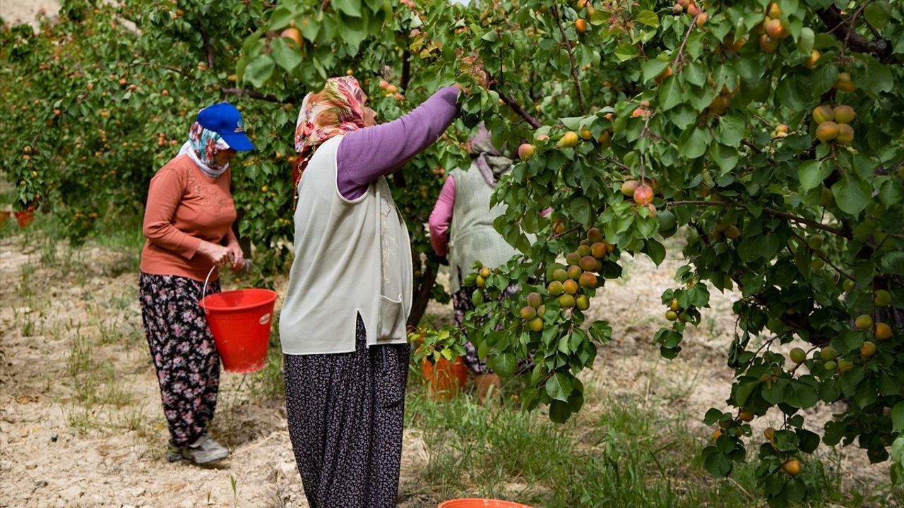 Mut Kayısısında Hasat Dönemi Başladı