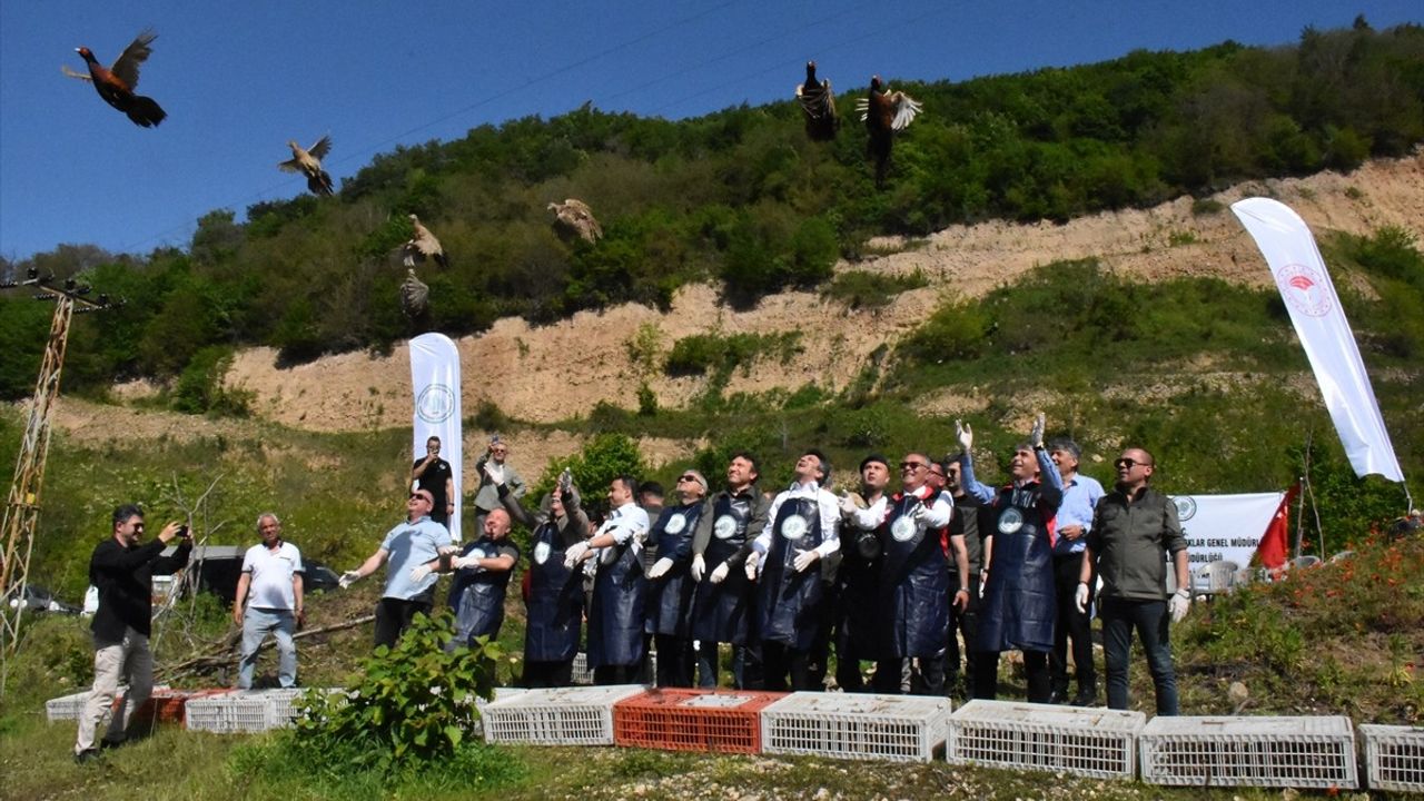 Ordu'da Kahverengi Kokarca İle Mücadelede 800 Sülün Doğaya Salındı