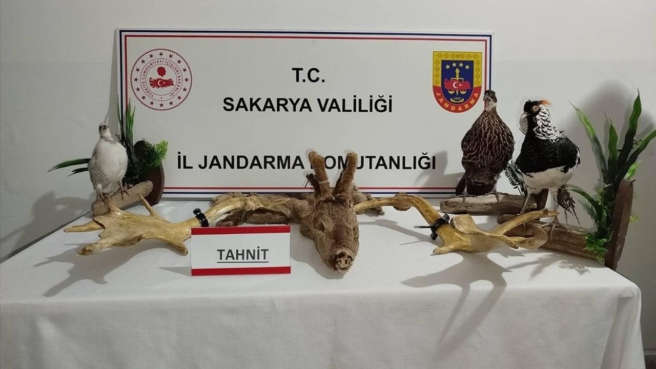 Sakarya'da Hayvan Kaçakçılığı Operasyonu: 98 Hayvan Ele Geçirildi