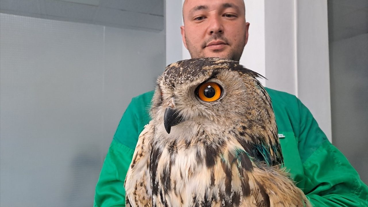 Sakarya'da Yaralı Puhu Kuşu Koruma Altında