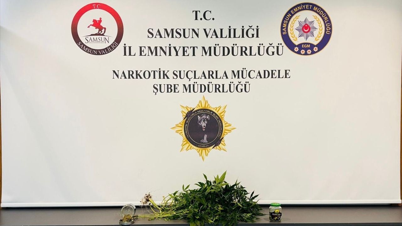 Samsun'da Kenevir Yetiştiriciliği Operasyonu